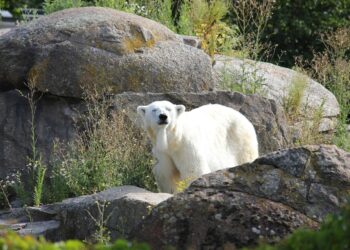 Global Warming Legislation: A Comparative Analysis