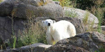 Global Warming Legislation: A Comparative Analysis