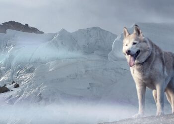 From Kyoto to Paris and Beyond