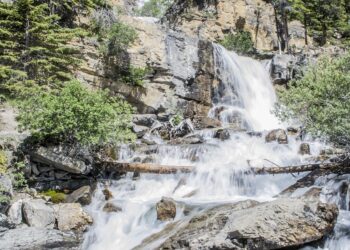 Shifting Habitats: Unveiling the Impact of Global Warming on Wildlife