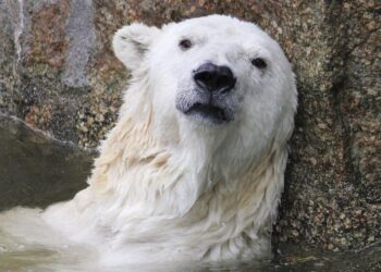 Impact and Implementation Strategies