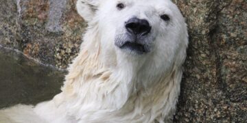 Impact and Implementation Strategies