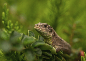 Integrating Green Technology: The Future of Smart Homes and Sustainability