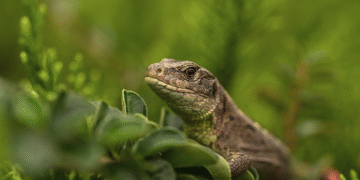 Integrating Green Technology: The Future of Smart Homes and Sustainability