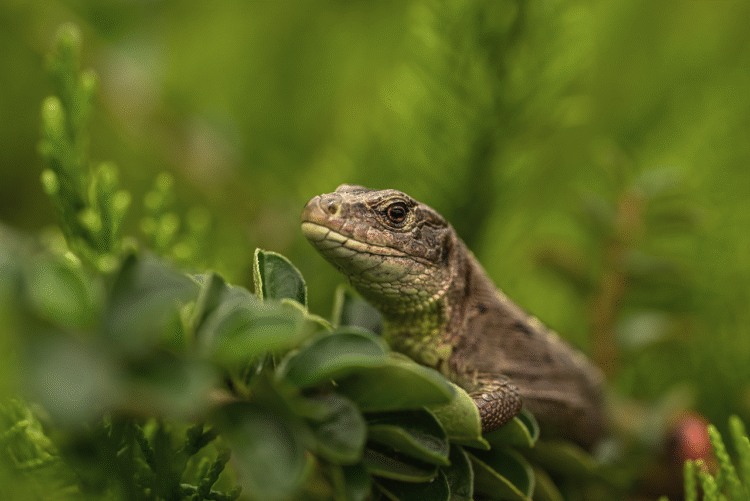 Integrating Green Technology: The Future of Smart Homes and Sustainability