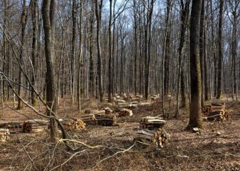 Green Steps Forward: Innovative Methods for Reducing Your Carbon Footprint