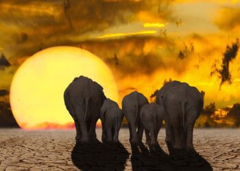 Deep Dive into Carbon Neutrality Commitments